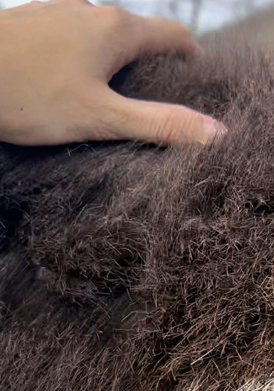haircoat of a donkey