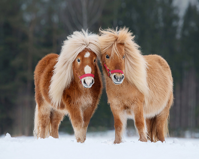 Shetland ponies have thick winter coats.